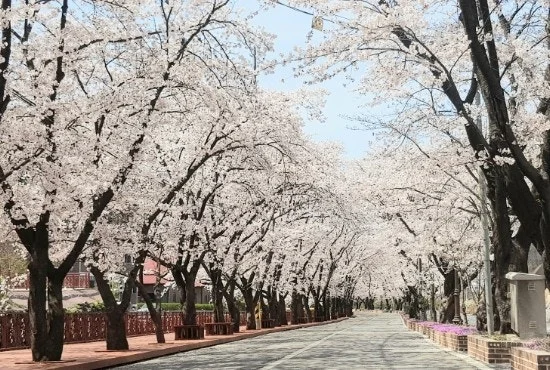 벚꽃 숨은 명소 TOP 5: 인파 피하는 전국 비밀 스팟과 지역 경제학적 분석 (서울~남도) 6 벚꽃 숨은 명소 TOP 5: 인파 피하는 전국 비밀 스팟과 지역 경제학적 분석 (서울~남도) - 가평에덱-2