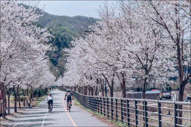 벚꽃 숨은 명소 TOP 5: 인파 피하는 전국 비밀 스팟과 지역 경제학적 분석 (서울~남도) 3 벚꽃 숨은 명소 TOP 5: 인파 피하는 전국 비밀 스팟과 지역 경제학적 분석 (서울~남도) - 가평에덴벗꽃